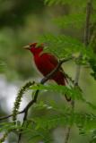 Summer Tanager