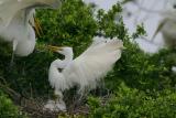 Great Egrets I