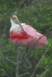Roseate Spoonbill III