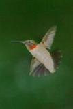 Ruby-Throated Hummingbird II