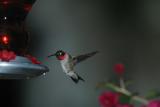 Roby-Throated Hummingbird IV