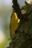 Common Yellowthroat I