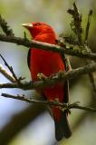 Scarlet Tanager I