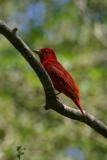 Summer Tanager II