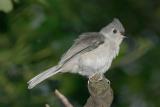 Tufted Titmouse Blowin in the Wind