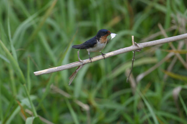 Barn Swallow III