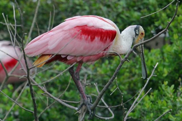 Roseate Spoonbill IV