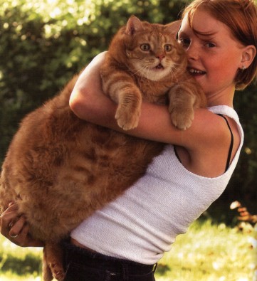 Tulle, a 43 lb Danish cat
