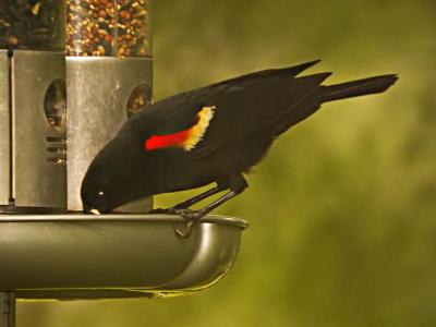 redwingblackbird.jpg