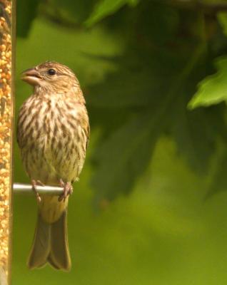 femal_house_finch.jpg