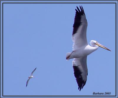 white pelican soaring copy.jpg