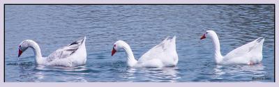 3 little ducks swimming in the water copy.jpg