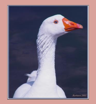 ole blue eyes copy.jpg