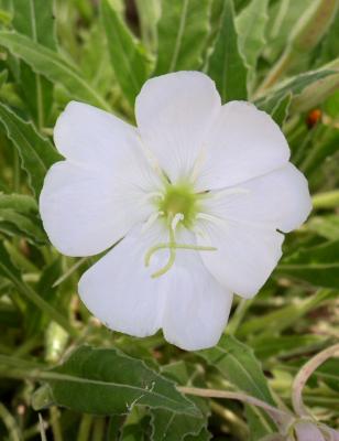 desert_blooms
