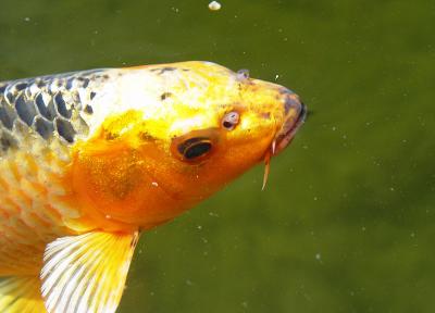 Koi Portrait