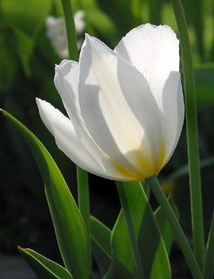 White Tulip.jpg