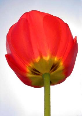 Single Tulip.jpg