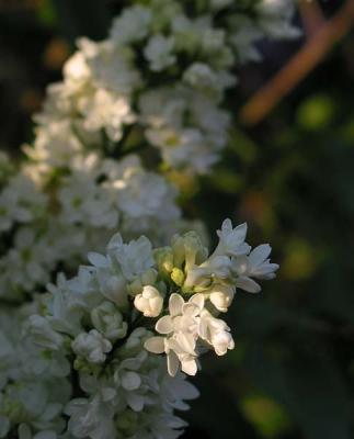 White Lilac.jpg