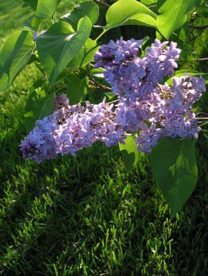 Purple Lilac.jpg