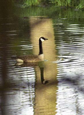 Goose on Water.jpg