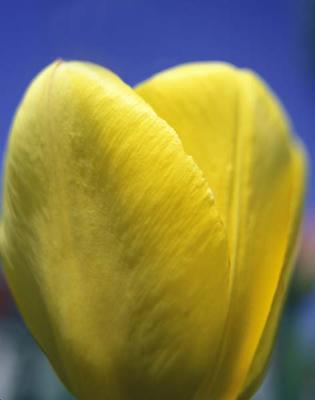 Yellow Tulip.jpg