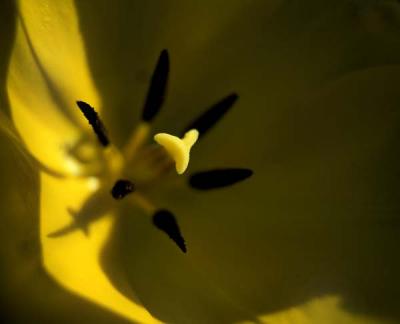 Yellow Tulip Close Up.jpg