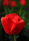 Red Tulip.jpg