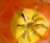 Orange Tulip.jpg