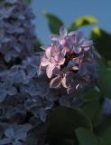 Purple Lilacs.jpg