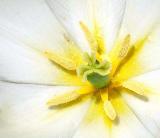 White Tulip Close Up.jpg