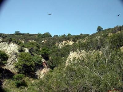 Turkey Vultures