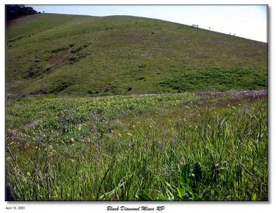 Hills covered with wildflowers