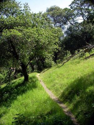 Trail