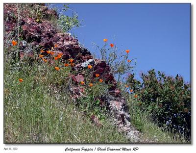 California Poppies