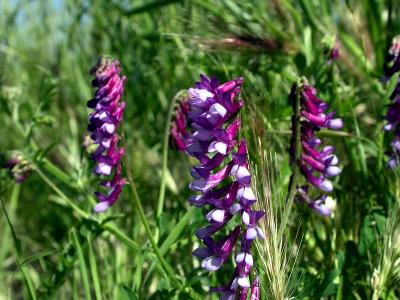 Purple Pea wildflowers