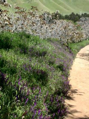Trail side covered with purple wildflowers