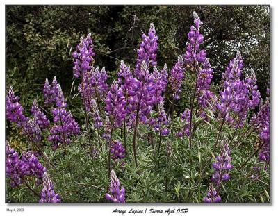 More Lupines