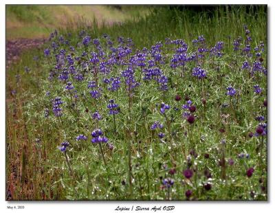 More Lupines