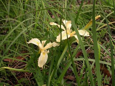 Two wild Irises