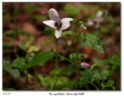 Two-Eyed Violet wildflower