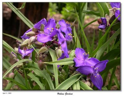 Blue Flowers