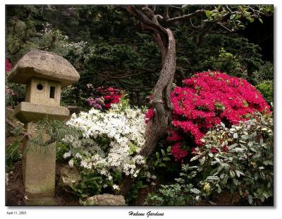 Azaleas