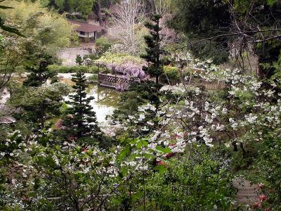 Cherry blossoms and a view of the pond