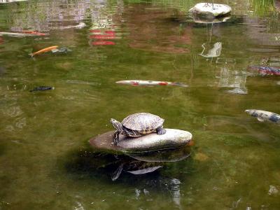 Sunning turtle and koi