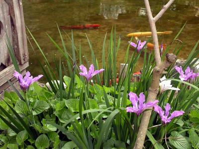 Iris along the pond