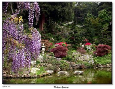 Hakone gardens