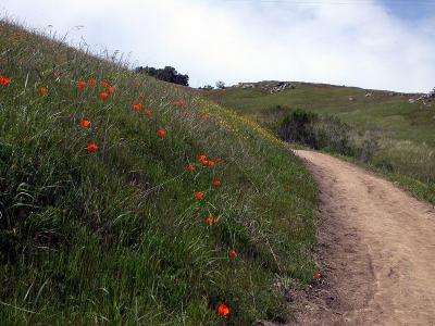 Poppies along the trail