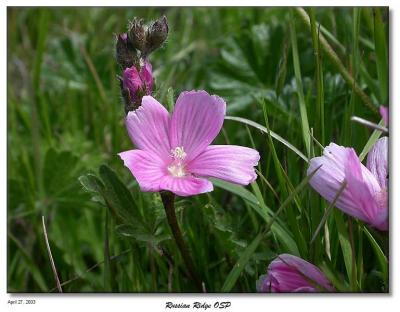 Pink wildflower