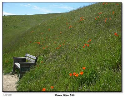 Poppies on the hillside