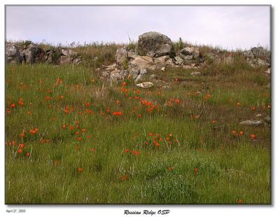 And more Poppies